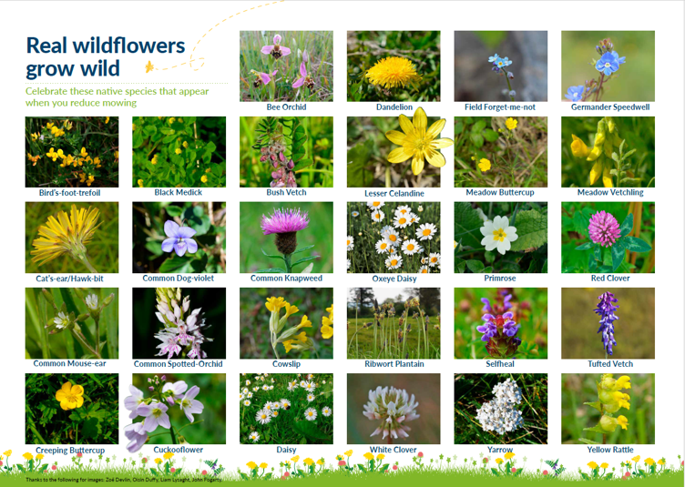 Real Wild Flowers National Biodiversity